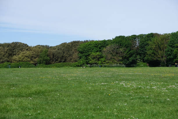 istock A field and treeline in the British countryside 2161298066