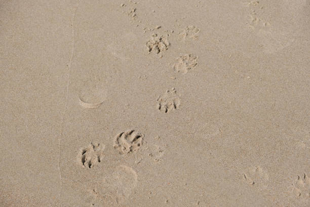 A trail of dog paw prints in the sand on a beach in Britain
