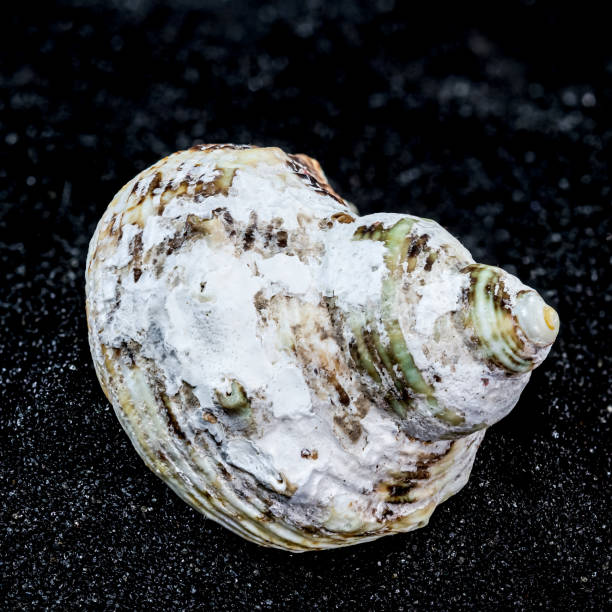 Close-up of Turbo chrysostomus Linnaeus sea shell on a black sand background