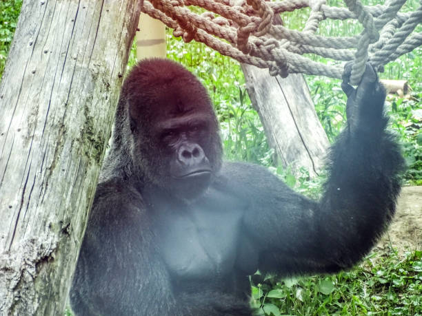 Silver male base gorilla resting on a tree branch