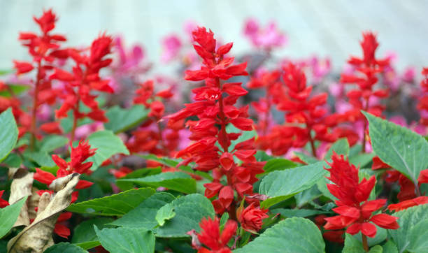 istock red little flowers 2161300304