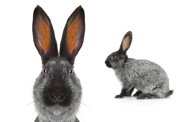 portrait of a gray rabbit isolated on white background
