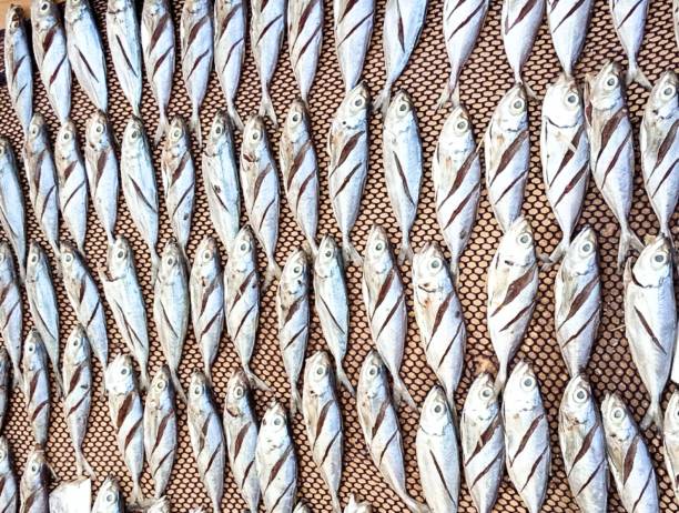 Pile of dry fishes in the sunlight