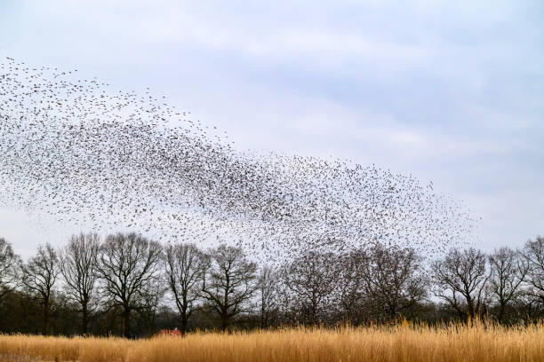 istock Starling murmuration during sunset at the end of the day 2161303104