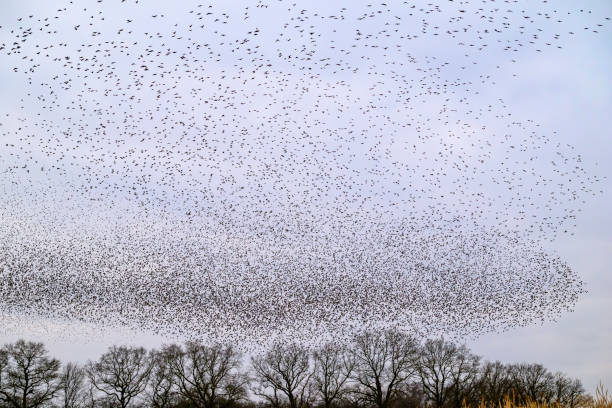 istock Starling murmuration during sunset at the end of the day 2161303130