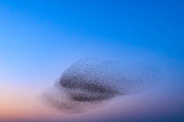 istock Starling murmuration during sunset at the end of the day 2161303152