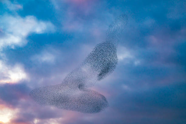 istock Starling murmuration during sunset at the end of the day 2161303388