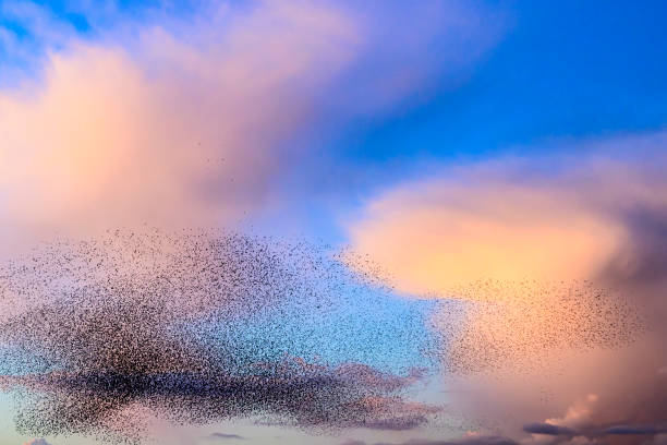 istock Starling murmuration during sunset at the end of the day 2161303437