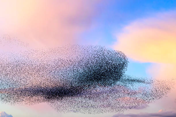 istock Starling murmuration during sunset at the end of the day 2161303447