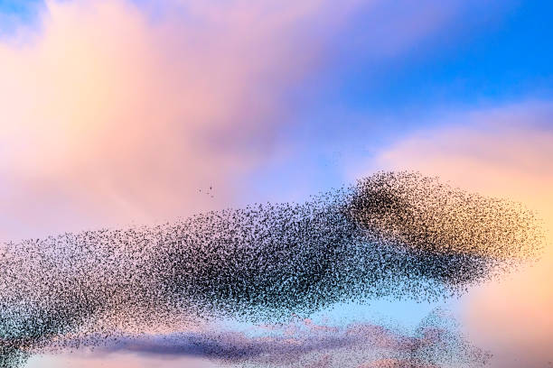 istock Starling murmuration during sunset at the end of the day 2161303451