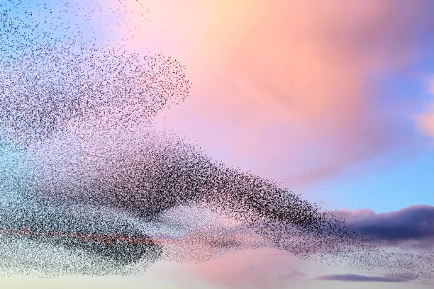 Starling murmuration during sunset at the end of the day