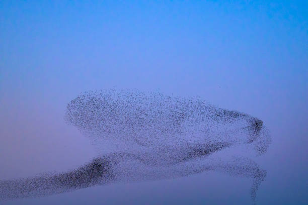 istock Starling murmuration during sunset at the end of the day 2161303541