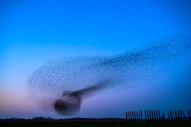 istock Starling murmuration during sunset at the end of the day 2161303570