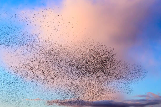 istock Starling murmuration during sunset at the end of the day 2161303628
