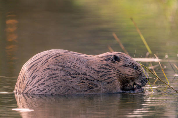 Eurasian beaver (Castor fiber) on the banks of the city canal in the city of Zwolle in Overijssel during a winter morning.