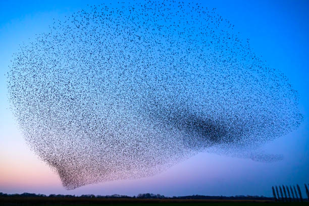 istock Starling murmuration during sunset at the end of the day 2161303733