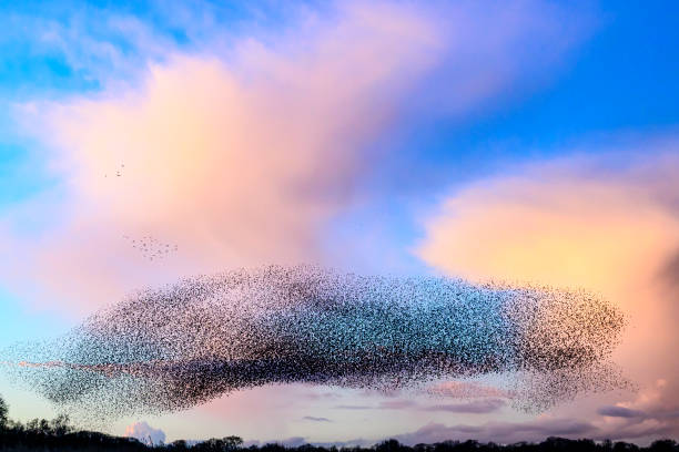 istock Starling murmuration during sunset at the end of the day 2161303746