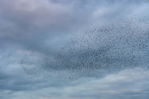istock Starling murmuration during sunset at the end of the day 2161303805