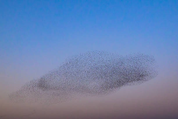istock Starling murmuration during sunset at the end of the day 2161303822