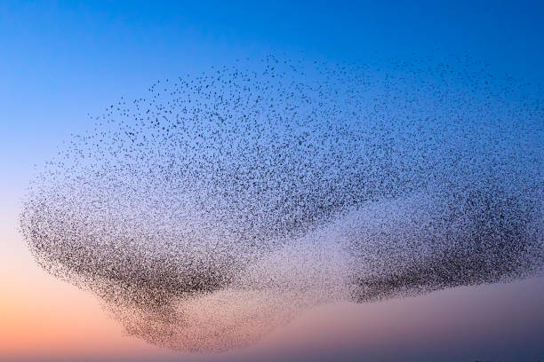 istock Starling murmuration during sunset at the end of the day 2161303836