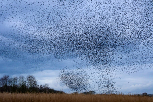 istock Starling murmuration during sunset at the end of the day 2161303855