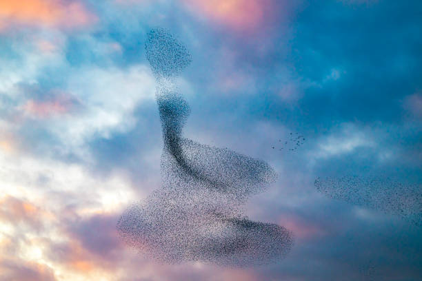 istock Starling murmuration during sunset at the end of the day 2161303876