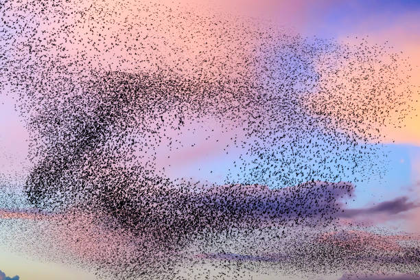 istock Starling murmuration during sunset at the end of the day 2161303899