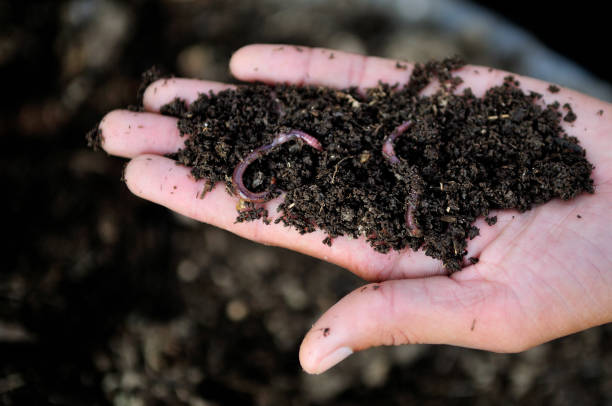 Earthworms in Handful of Compost