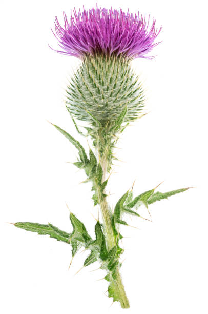 istock Milk thistle flower isolated on white background. 2161304668