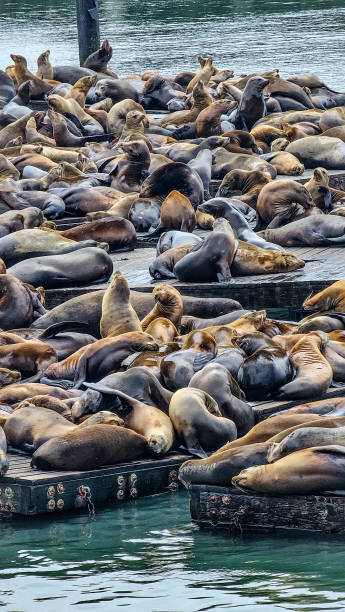 istock Pier 39 Sea Lions 2161304826