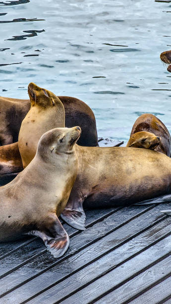 istock Pier 39 Sea Lions - Resting 2161304838