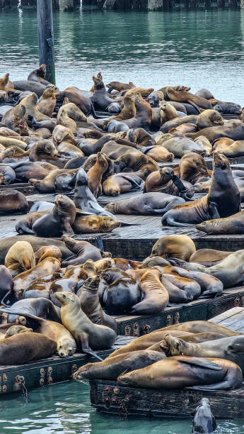 istock Pier 39 Sea Lions - Resting 2161304846