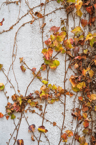 istock Dry wild grapevine branches with sparse leaves against an aged white wall 2161305495