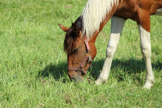 The horse grazes the grass