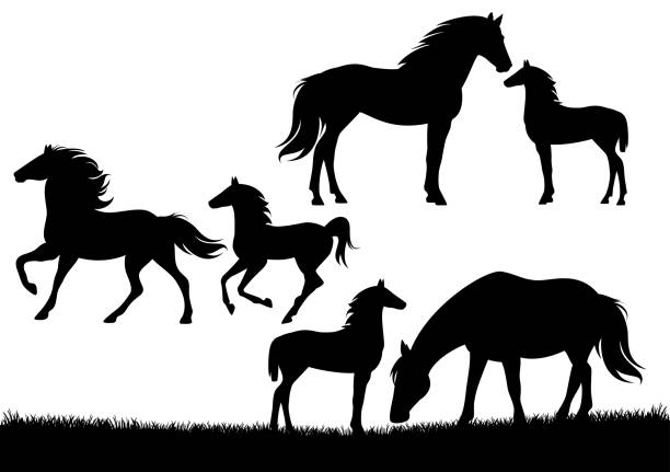 horse family with mare and foal vector silhouette set horse family black and white vector silhouette set - baby foal and his mare mother standing, running and grazing horse outlines silhouette stock illustrations