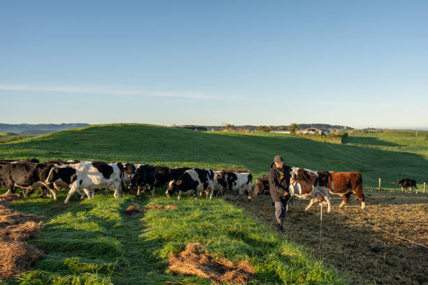 istock NZ Dairy Farmer with his Herd 2161308874