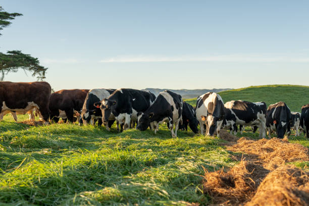 istock NZ Holstein-Friesian Dairy Cow Herd 2161308935