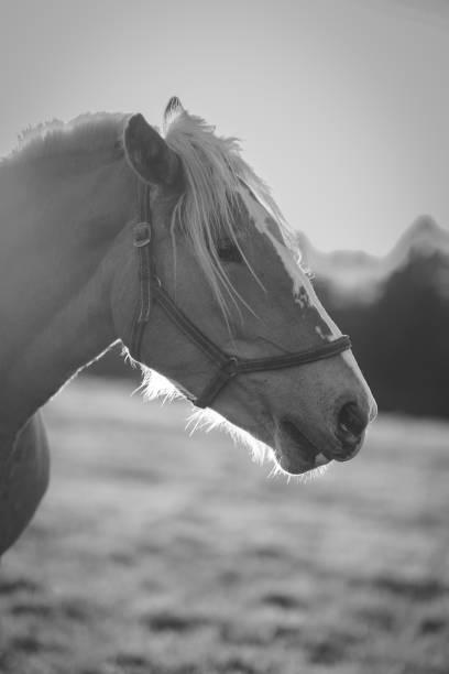 istock A horse portrait 2161308956