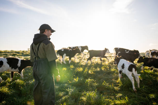 Young NZ Dairy Farmer with Calves A rearview of a young male farmer wearing overalls standing next to a herd of calves dairy product stock pictures, royalty-free photos & images