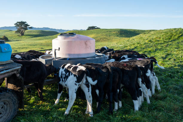 istock Calves Feeding From Milk Bar 2161309019
