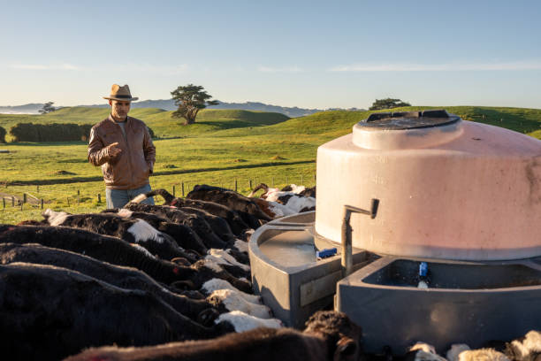 istock Middle aged Kiwi Indian Farmer 2161309052