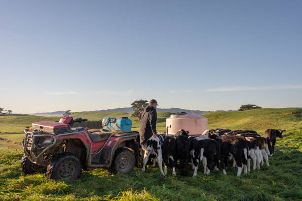 istock Dairy Farmer from New Zealand 2161309199