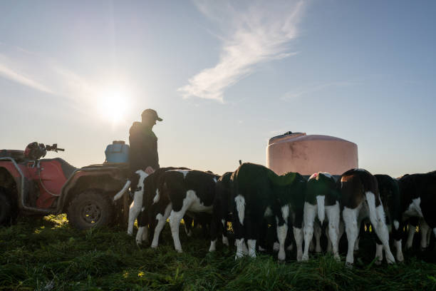 istock Feeding the Young Dairy Calves 2161309206
