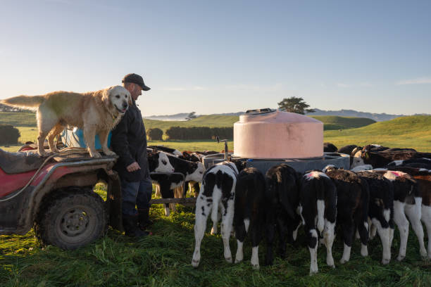 istock New Zealand Dairy Farming 2161309228