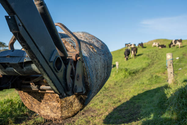 Photograph of a silage bale on the forks from a tractor while cows in the background