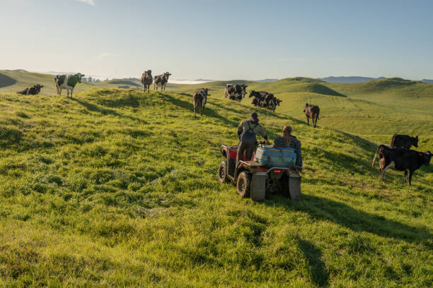 Young Farming Couple Herding Cows