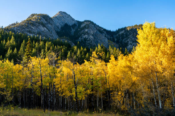 istock Birch trees forest turning yellow in autumn. 2161309518