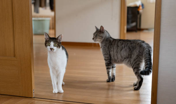 istock Two cats walking in the house 2161309531