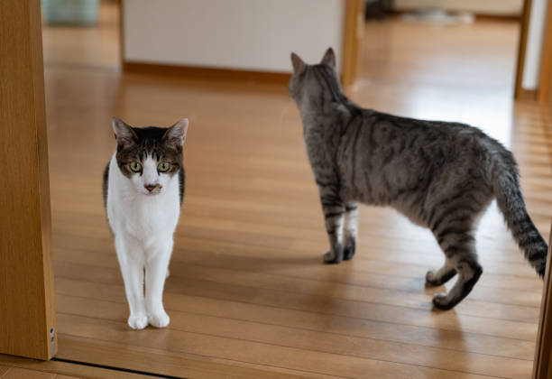 istock Two cats walking in the house 2161309554