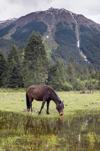 istock The magnificent scenery of Basum Tso 2161310007